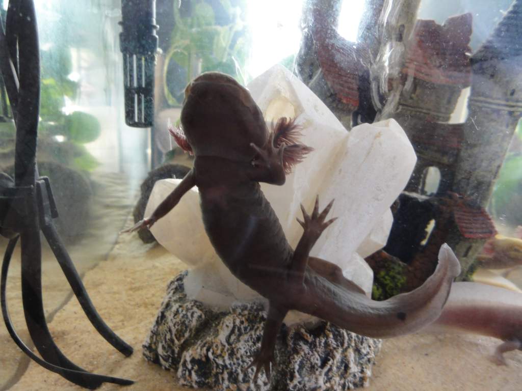 Gunter kept getting himself stuck between the glass and the crystal..he seemed to really enjoy it ;P