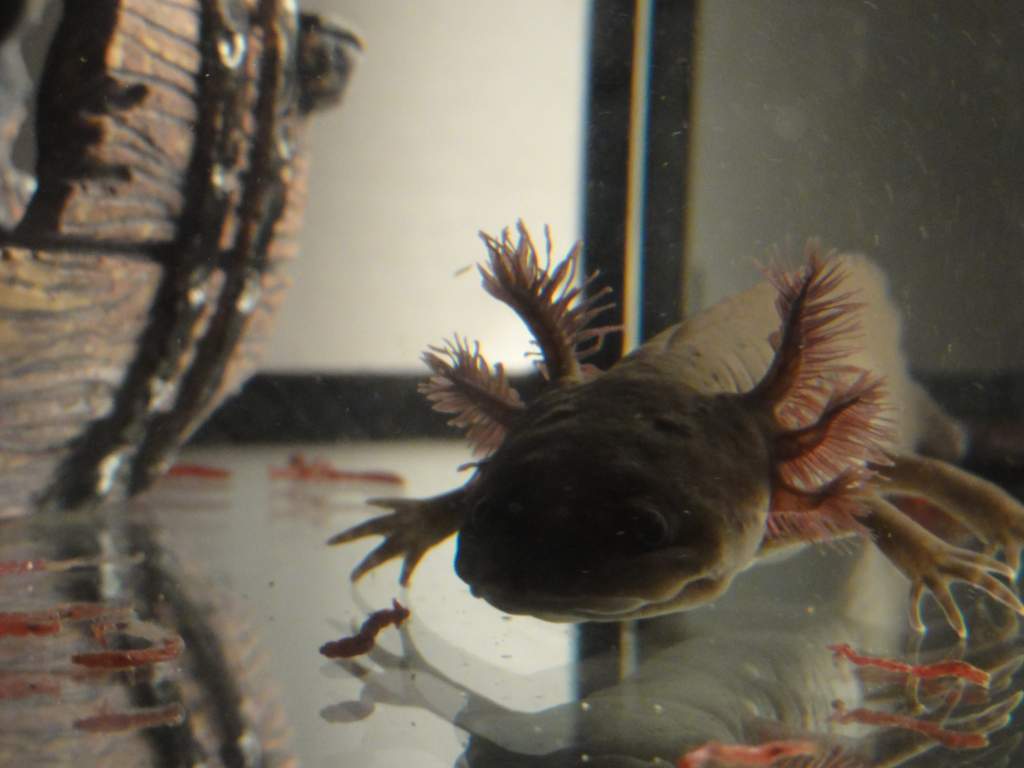 Gunter munching on some bloodworms