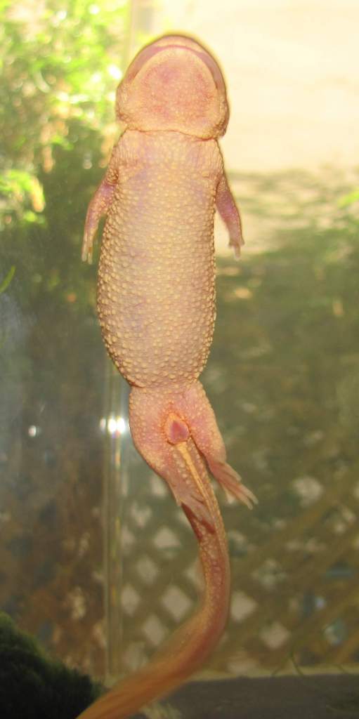 Gussy cloaca