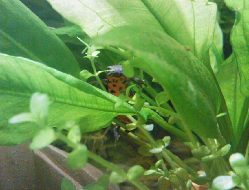 H. orientalis