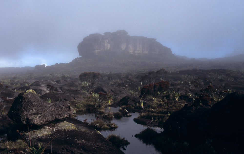 Habitat of Oreophrynella quelchii. The surface of the plateau is covered by gneissic rock and strewn with tiny ponds. Animals of any kind are rare, so