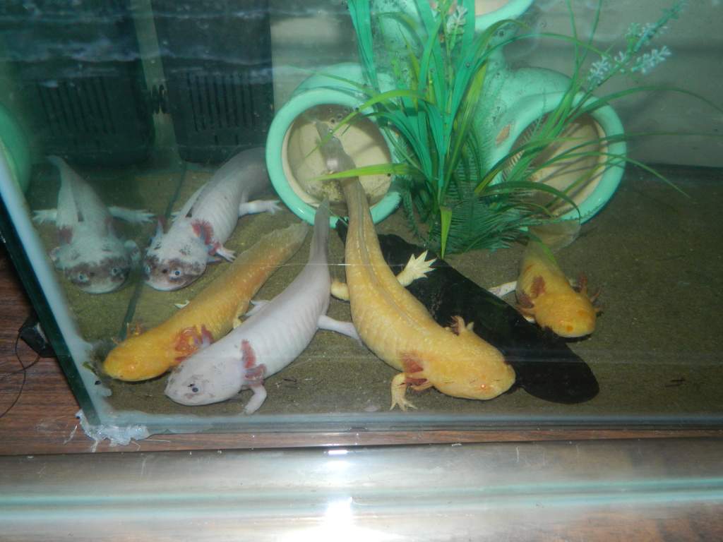 Haku, Eugene, Hephaestion, Ziggy, Dickie and Charles