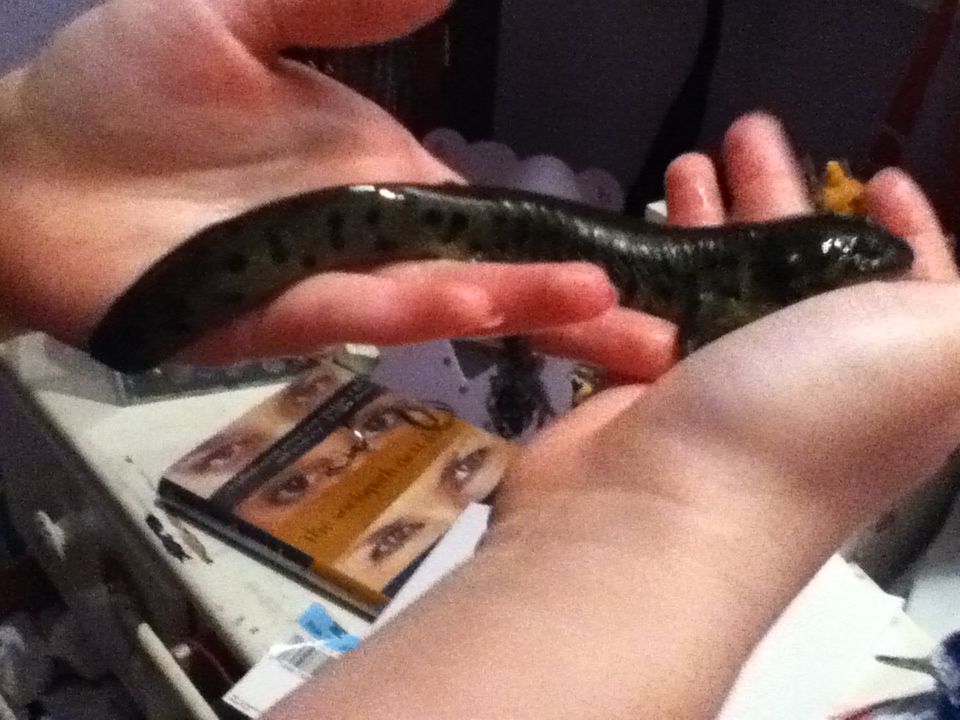 Halfway through morphing. Realized not an axolotl.