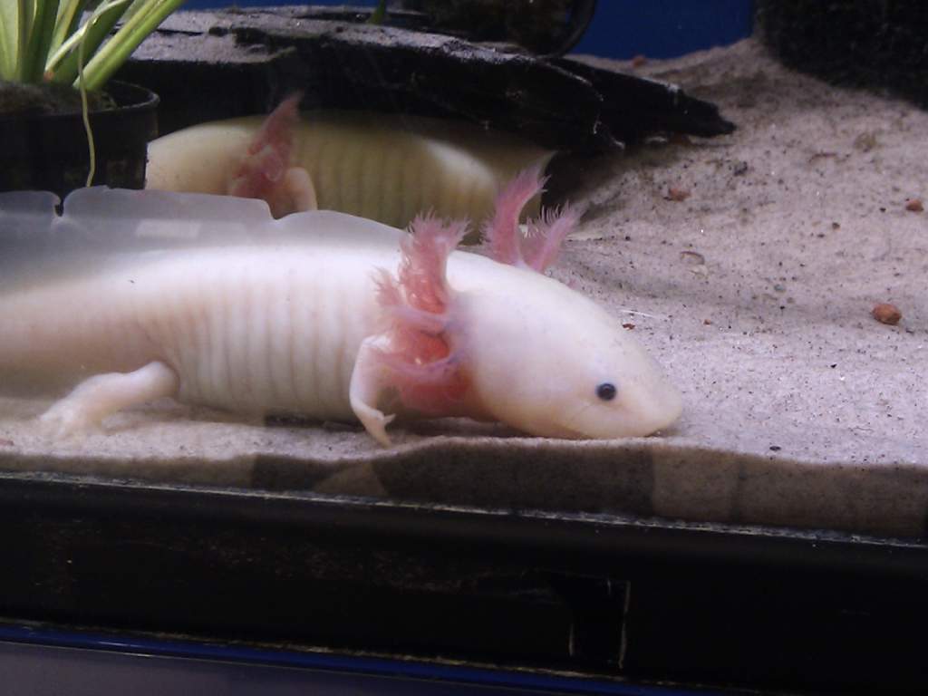 Hampalill is easy to distinguish due to her notched back and freckles on her hed. Bombadill is the shy and hidey axie.