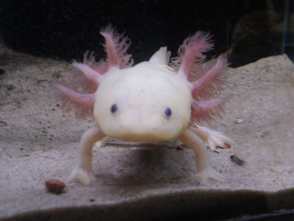 Hampalill is the curious one.