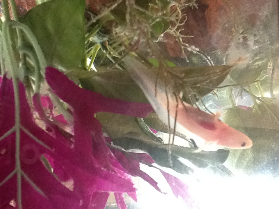 Hanging around and looking at his reflection.
