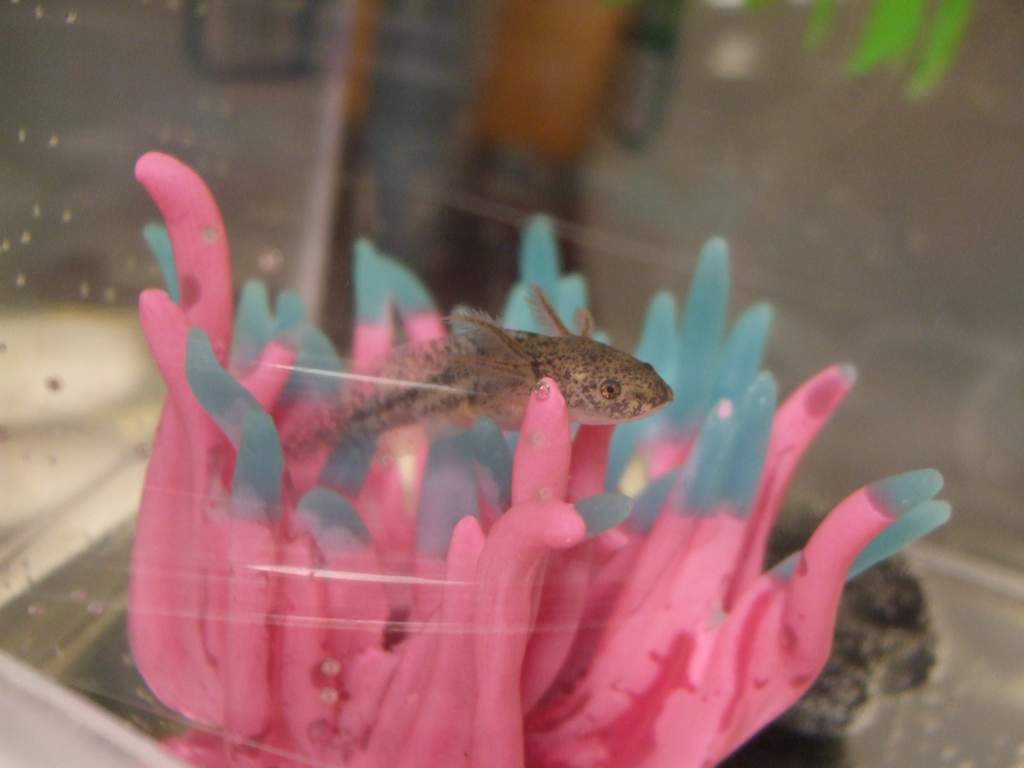 Hanging out in his anemone again...