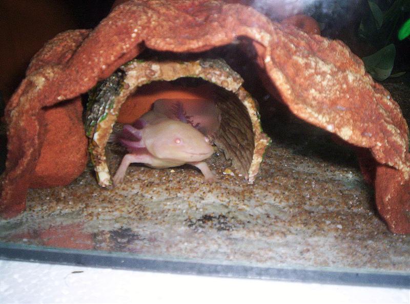 Hanging out in his tunnel looking cute :)