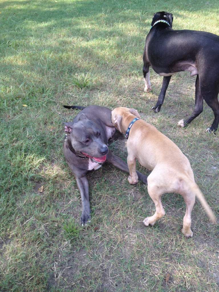 Hanging out with some pals at the local dog park