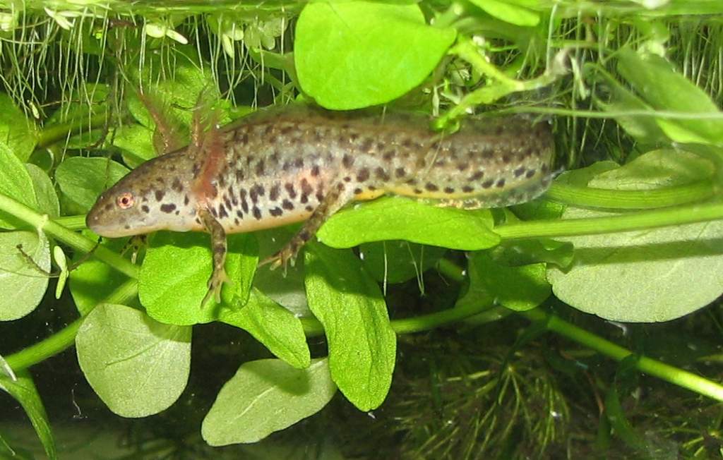 Hannibal the cannibal who grew up all of his own in his parents' tank