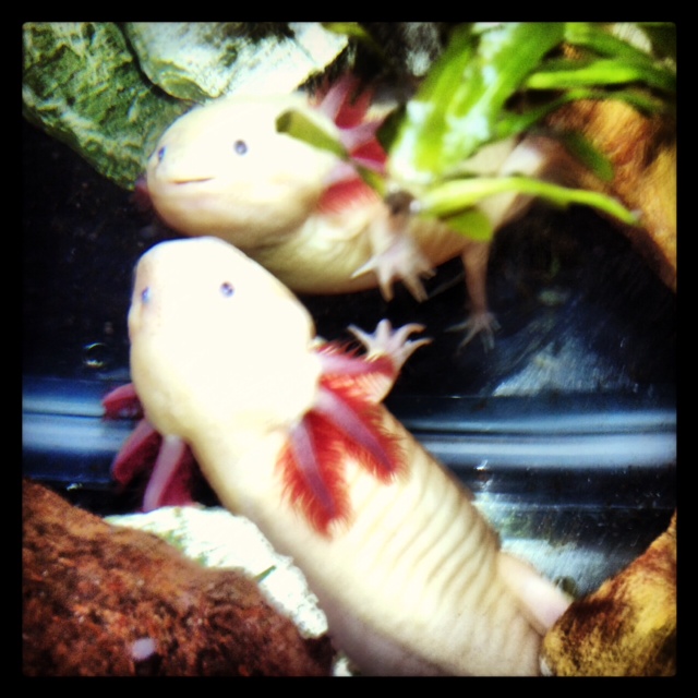 Hanukkah Harry!! My first lotl