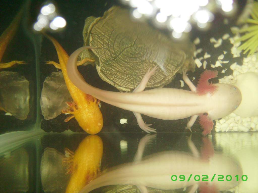 Hapi and her new little friend Ra