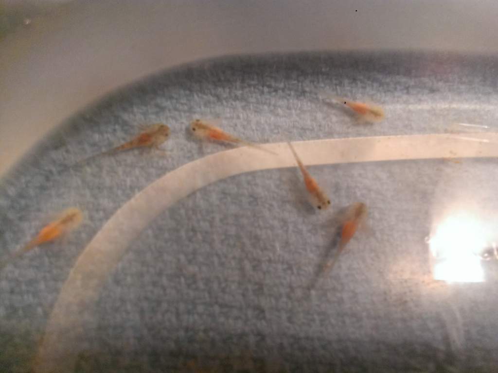 Happy full baby lotls