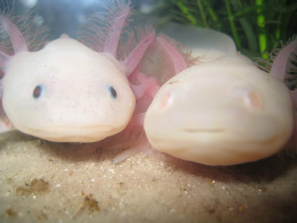 Happy together
Left: Eber
Right: Floris