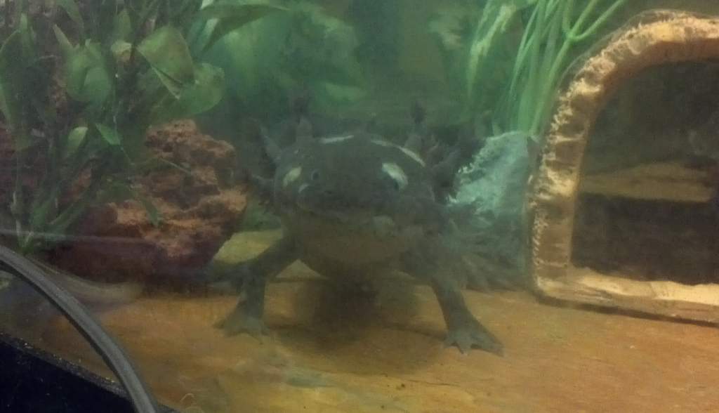 Hard to get a good pic when there are toddler smudges on the glass....