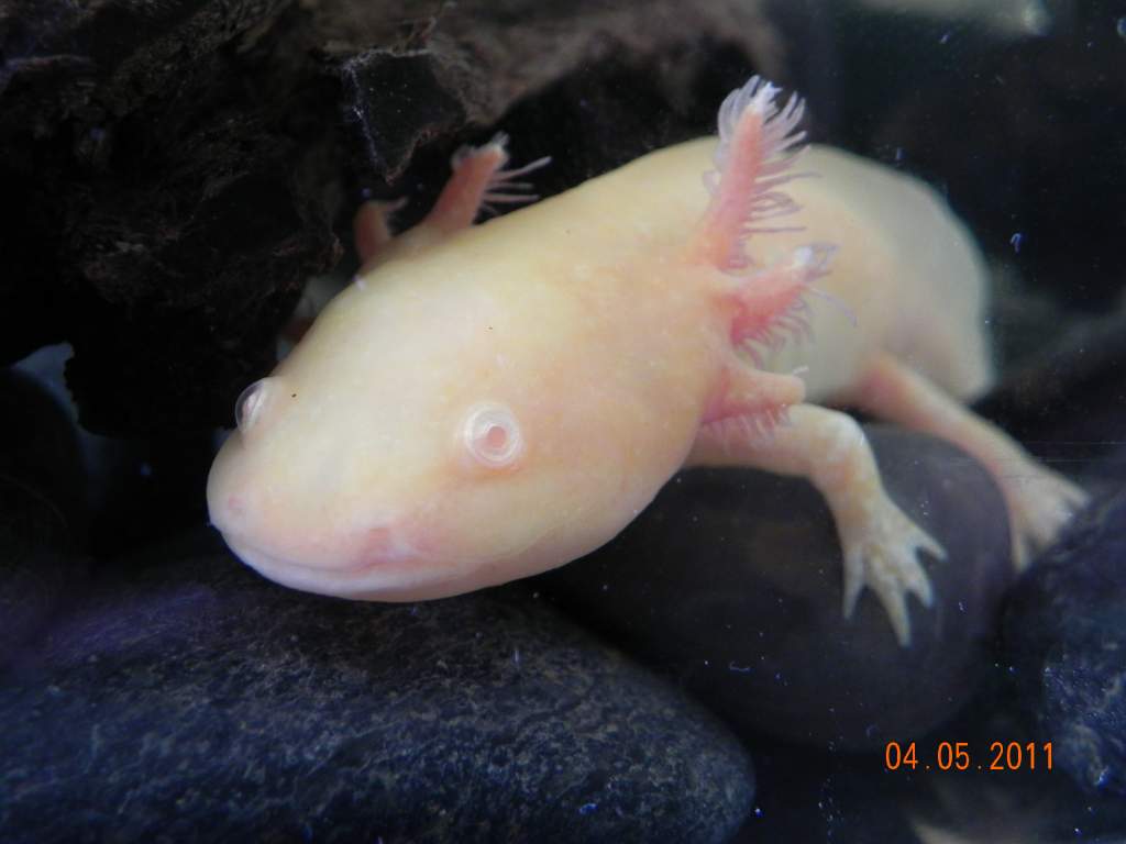 Harrold 034