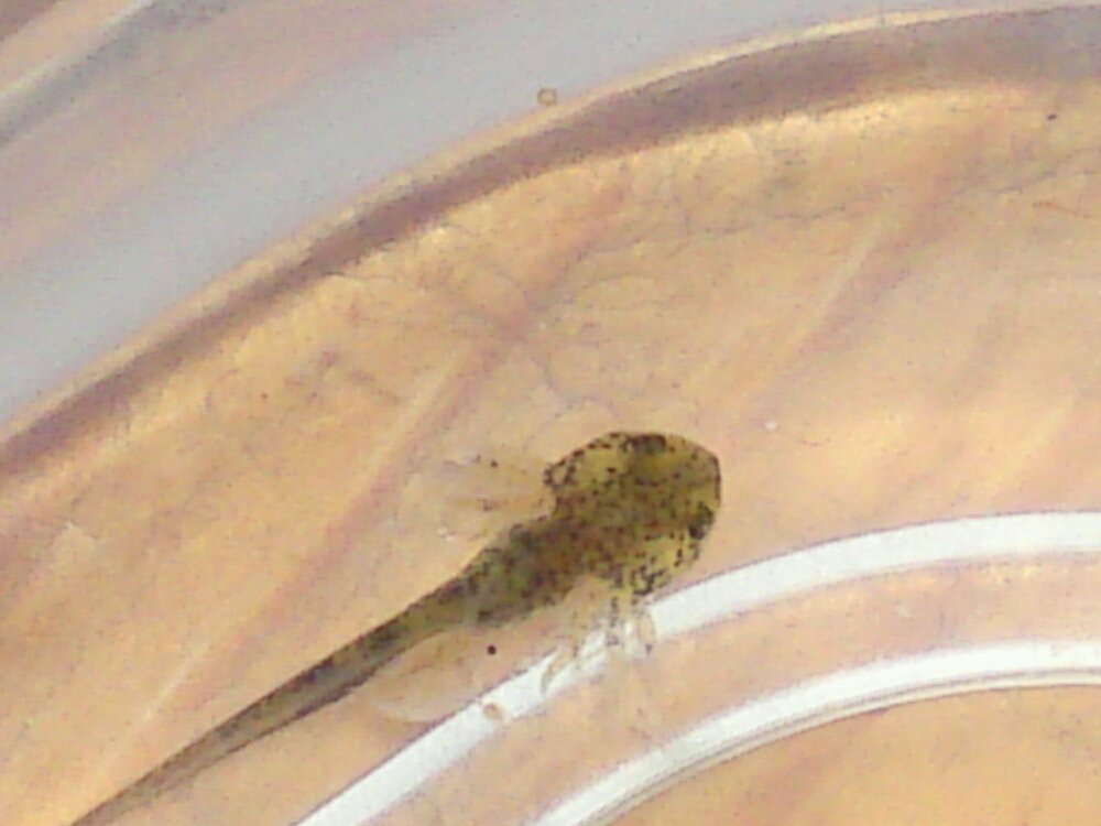 Hatchling 1