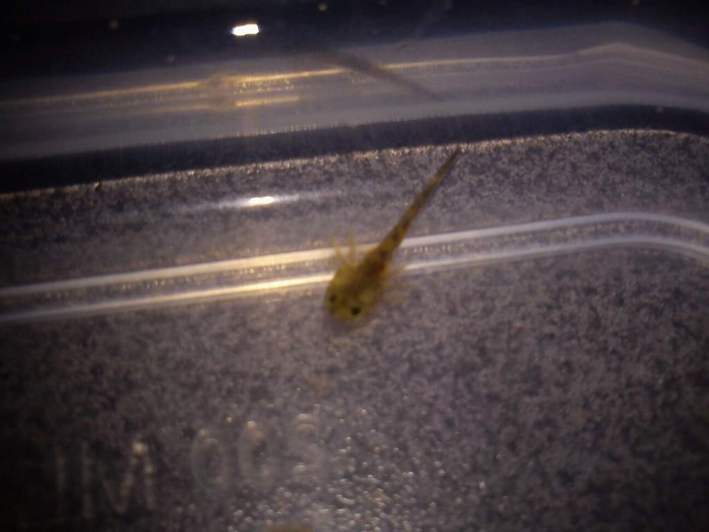 Hatchling 1