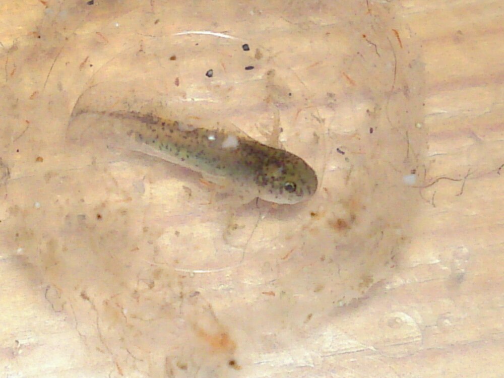 Hatchling 2 still in its egg