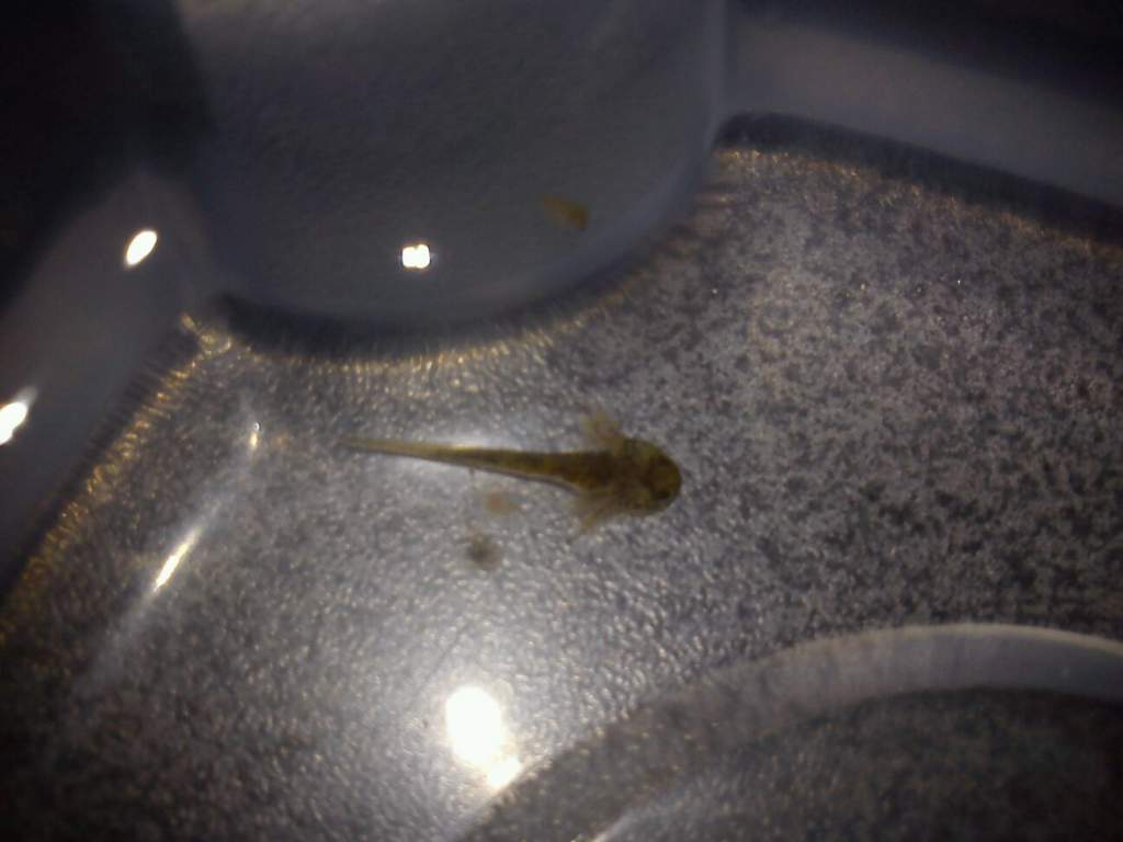 Hatchling 2