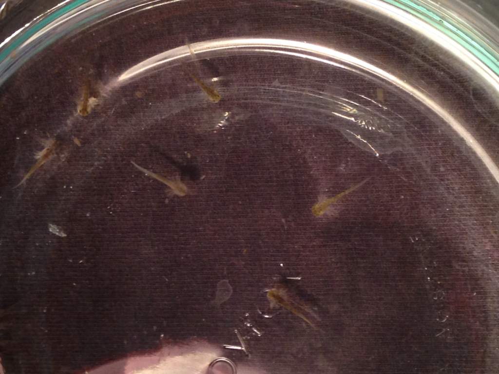 Hatchlings -Day 1!