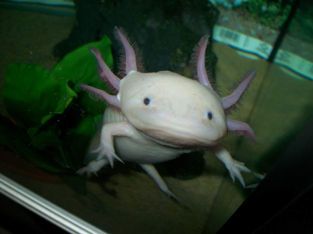 have you got my worm ??