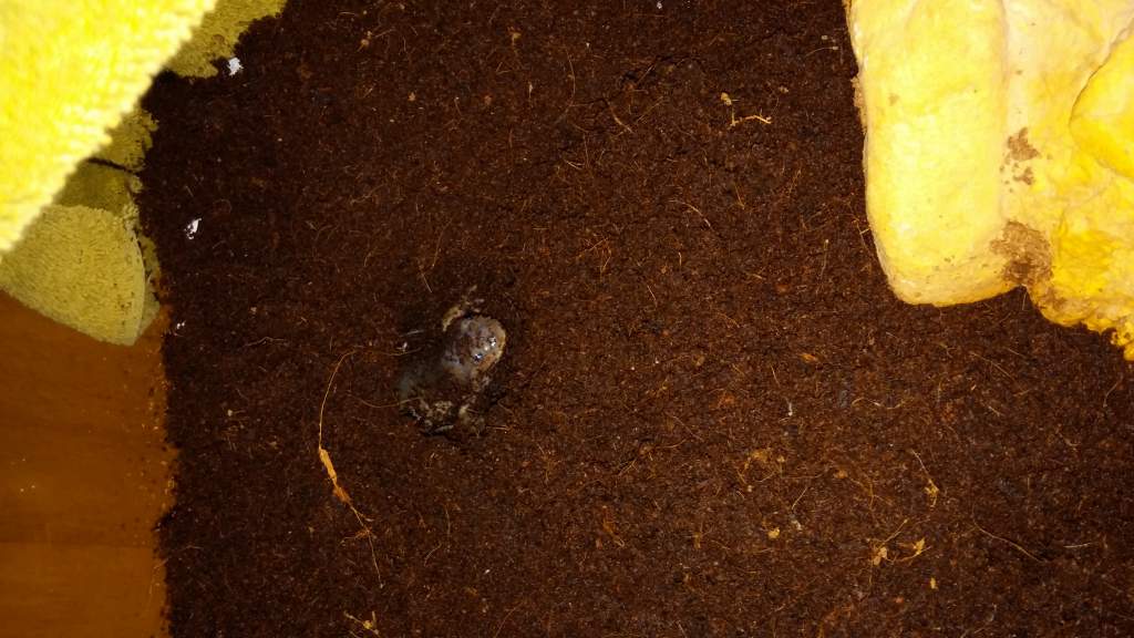 Haven't seen Mullet in a few days so I decided to take his little cave out and hes been digging non stop. Hes made a home under his home lol.
He showe