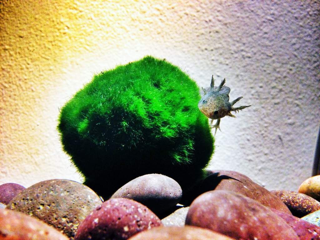 Having a ball