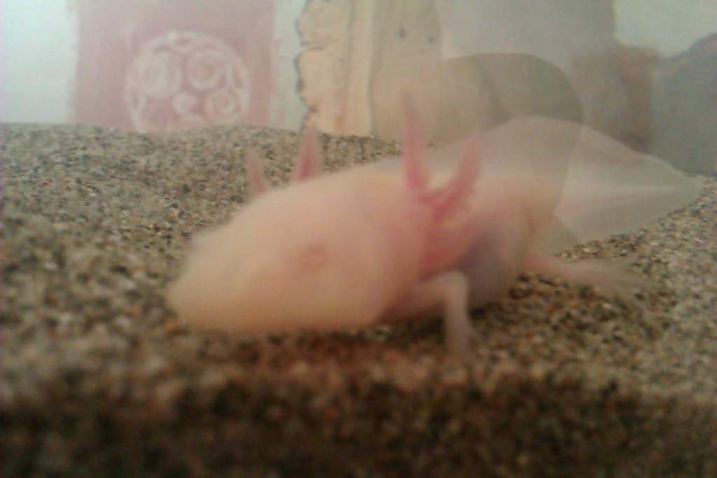 Having a nosey at the camera...
