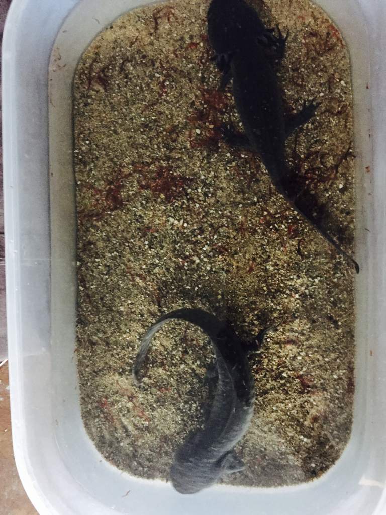 Having some tasty blood worms for lunch while Mom gets our tank ready for us.