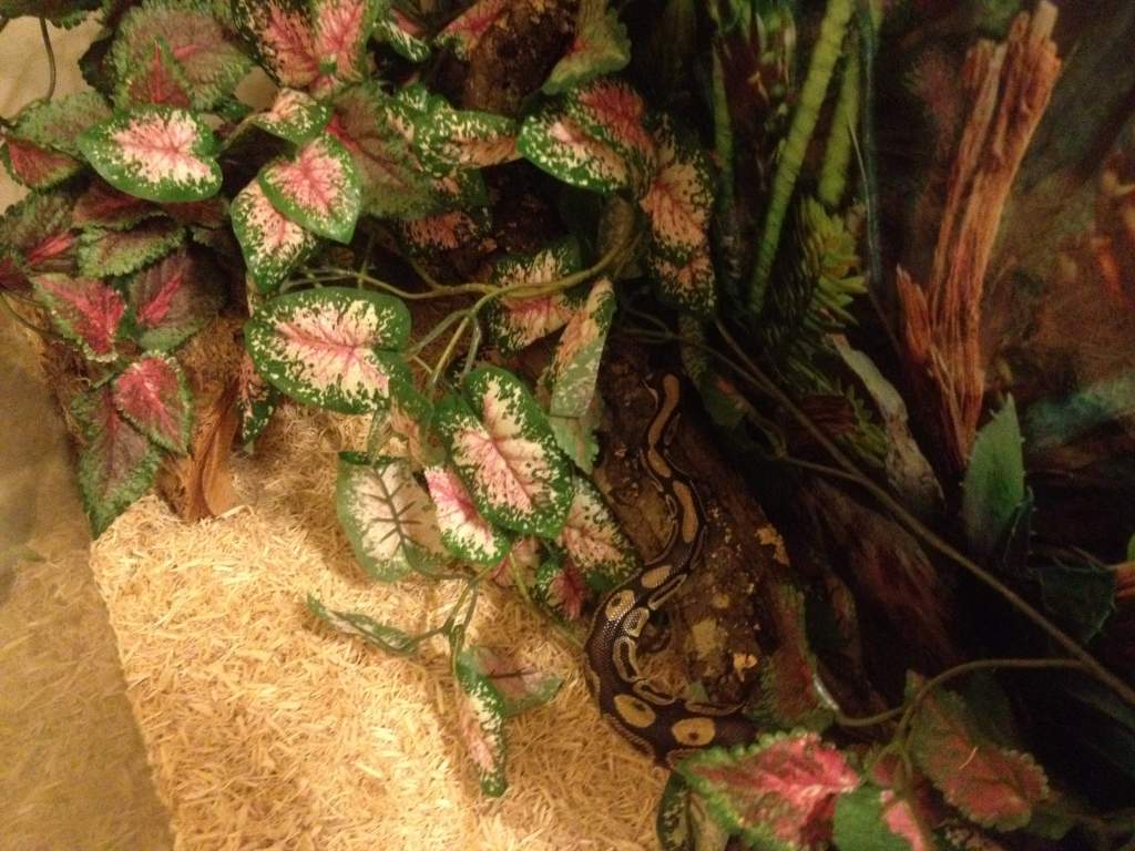 He actually enjoys being handled, which is VERY unusual for a snake xD