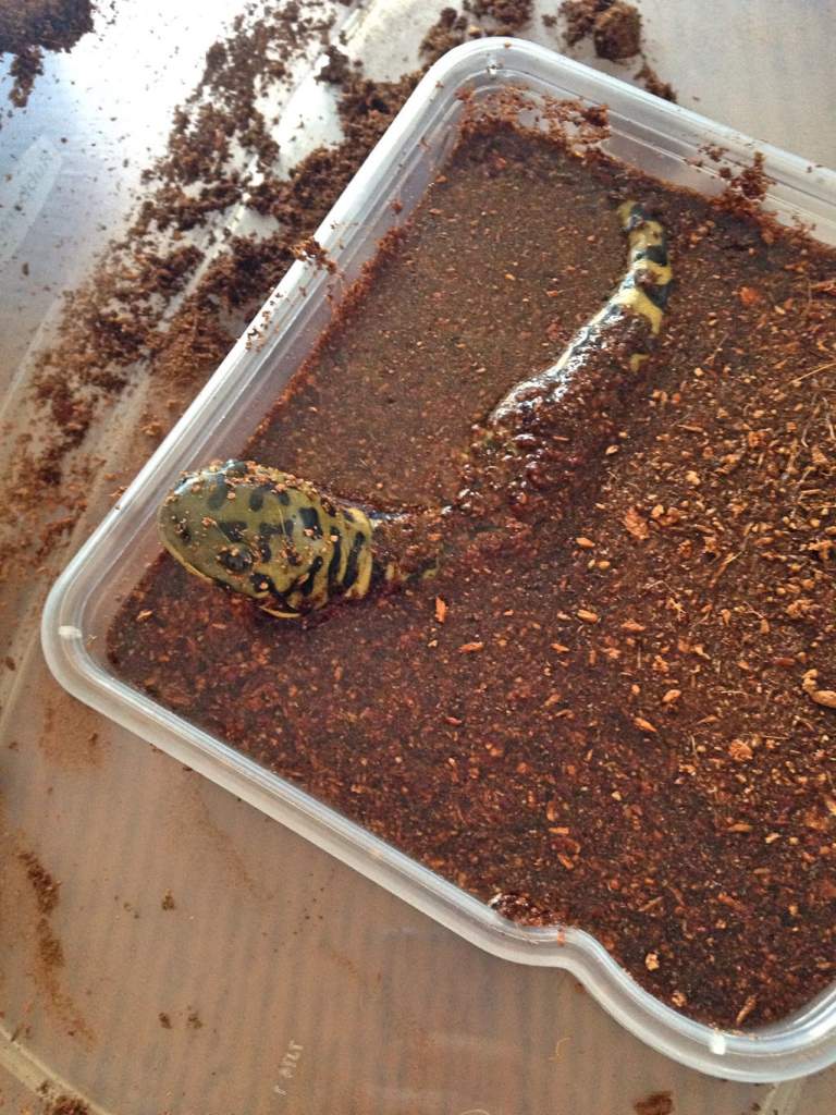 He had a mud bath while I was cleaning his terrarium.