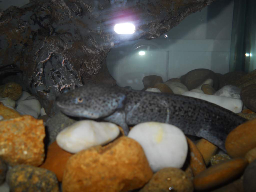 He had a scratch on him when I got him - it is gone now.