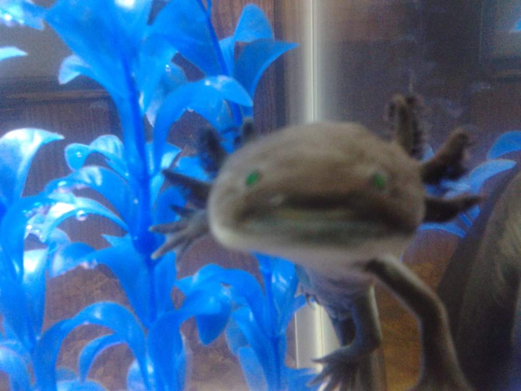 He has green eyes
