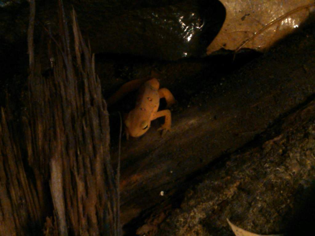 He has lots of hidey-holes in his habitat.