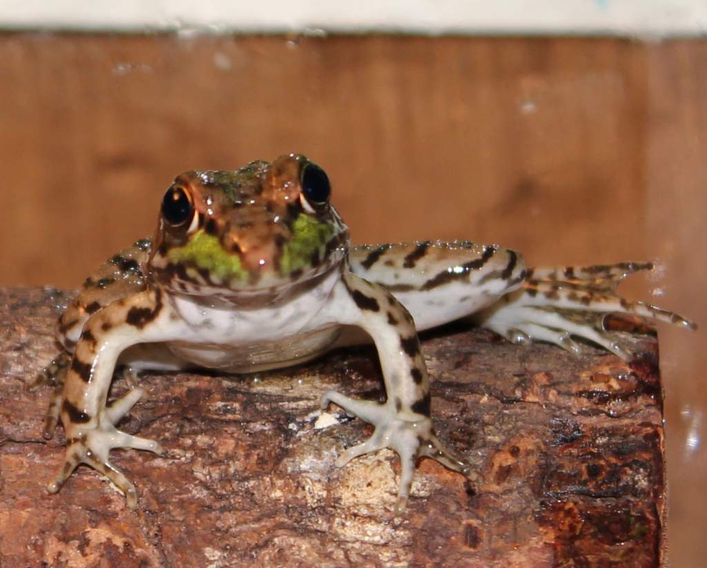 He has such an awesome pattern!
