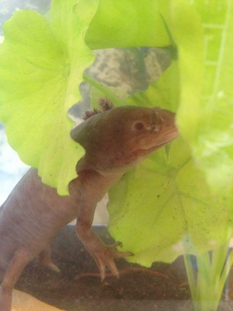 He insists on climbing the plant. Don't ask why.
