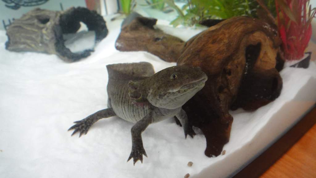 He is very nosey, so nosey he didn't eat the pellets so I had to scoop them back up again