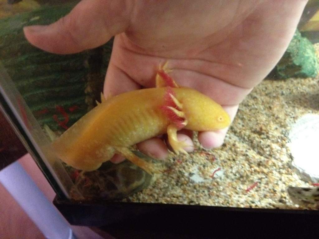 He just crawled right into my hand :D