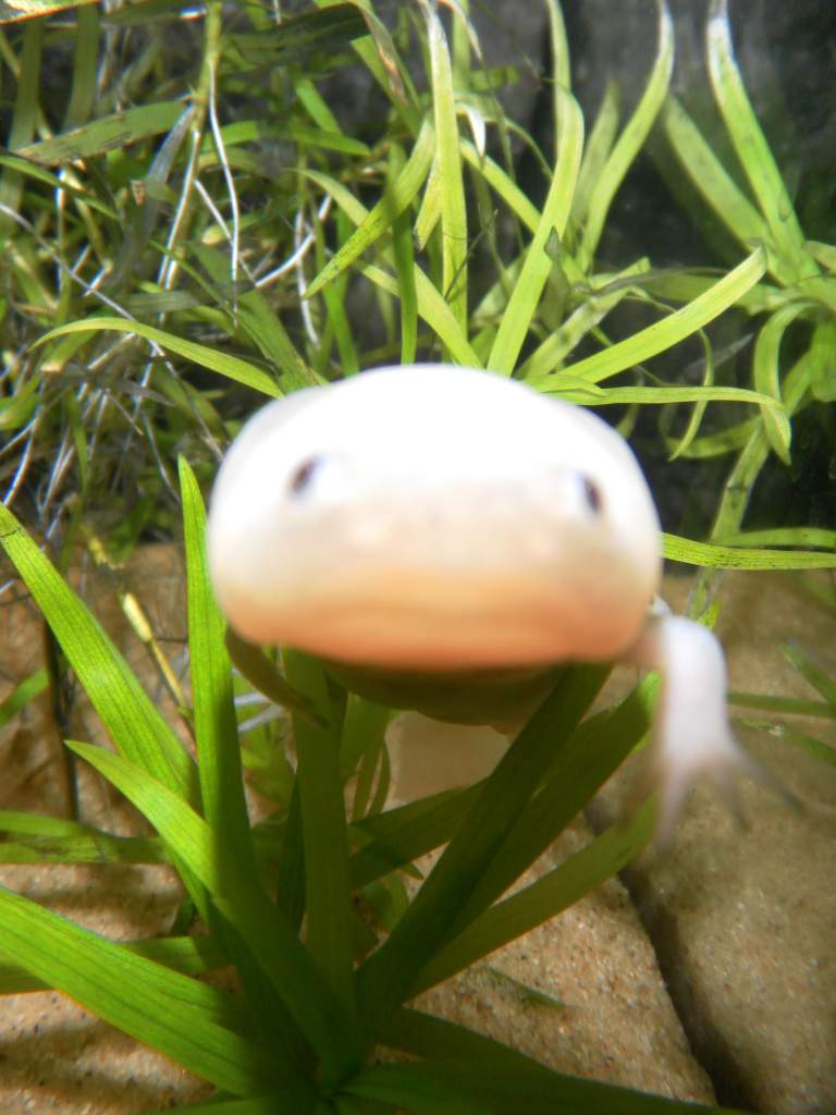 he likes the camera