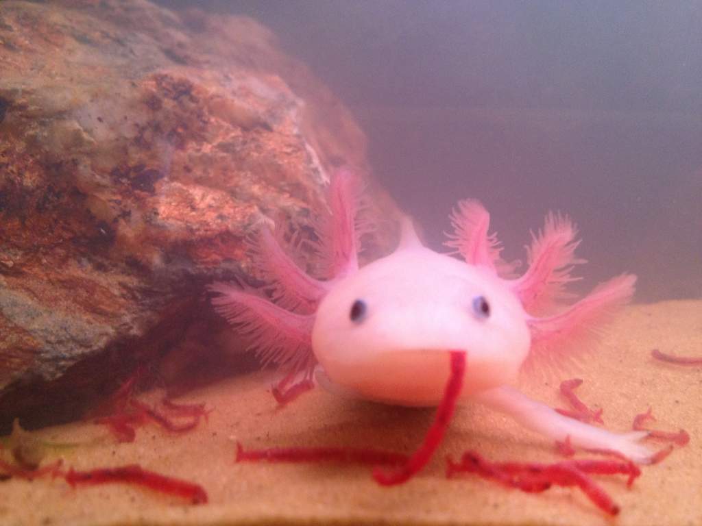 he loves blood worms