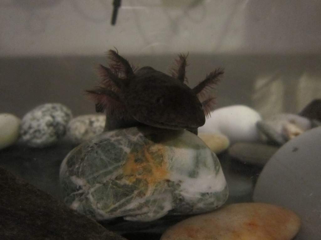He loves following the camera :)