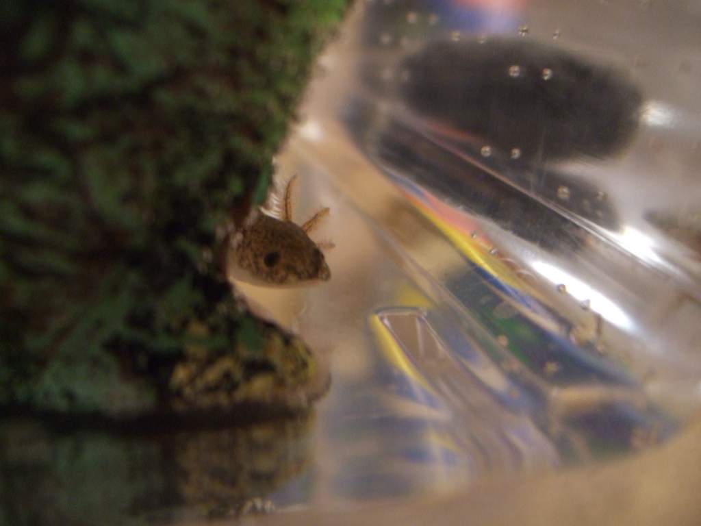 He loves peekaboo...