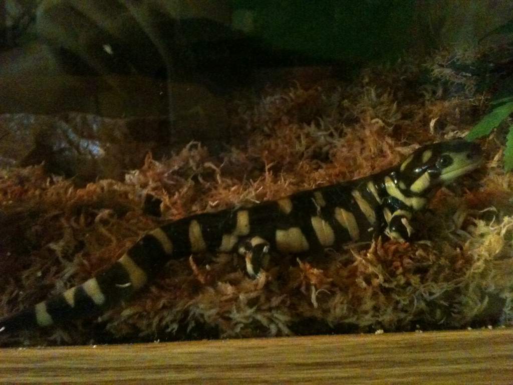 He loves sphagnum moss!