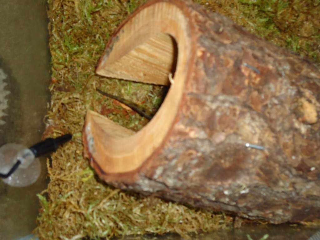 He loves that log. Don't know why.