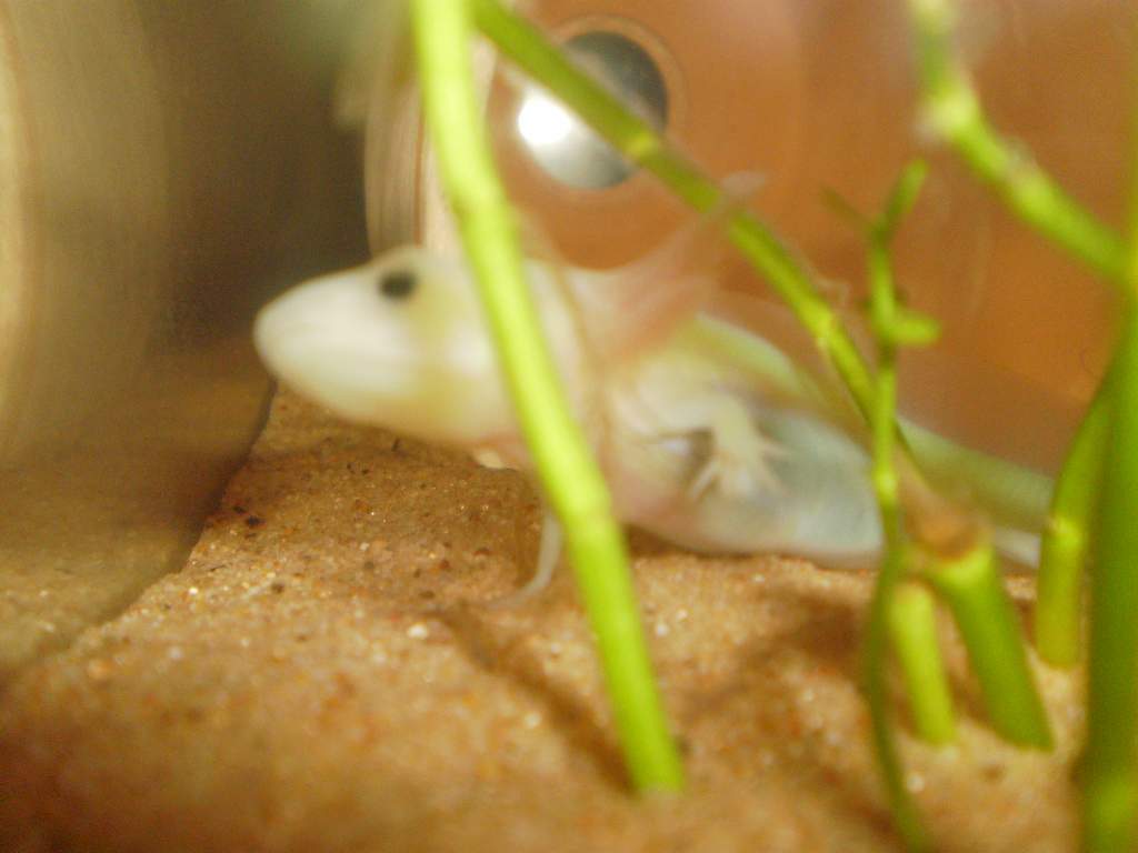 he loves these plants