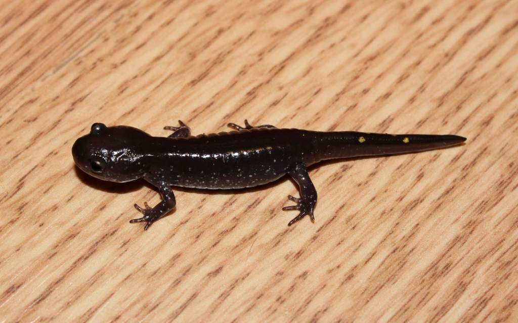 He only has a few spots on his tail.