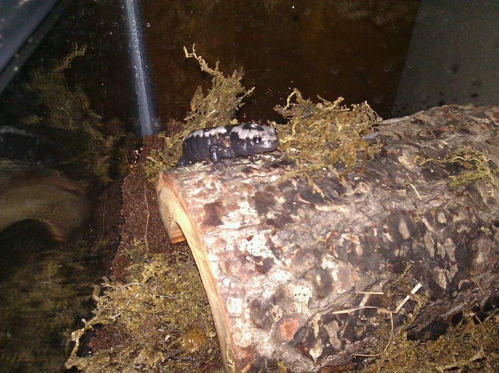 He rarely ever comes out of hiding