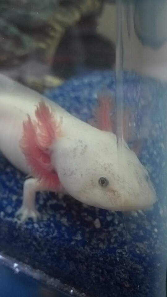 He started to get little freckles!