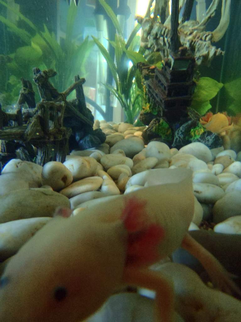 he thinks the camera is food